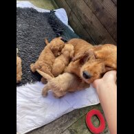 Cockapoo - Both