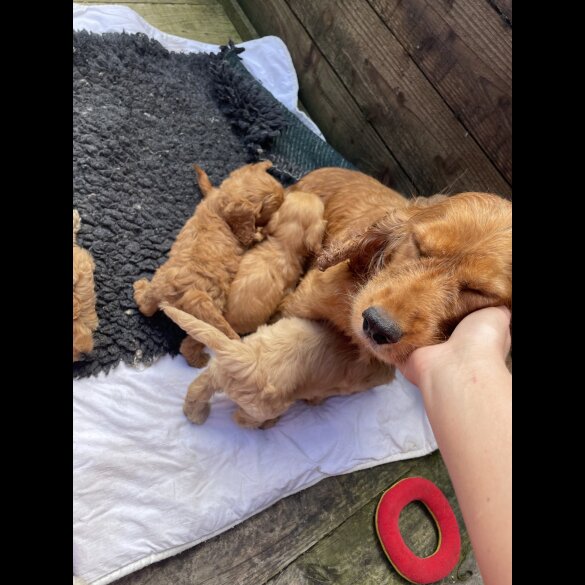 Cockapoo - Both