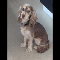 Cockapoo - Both
