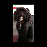 Cockapoo - Both