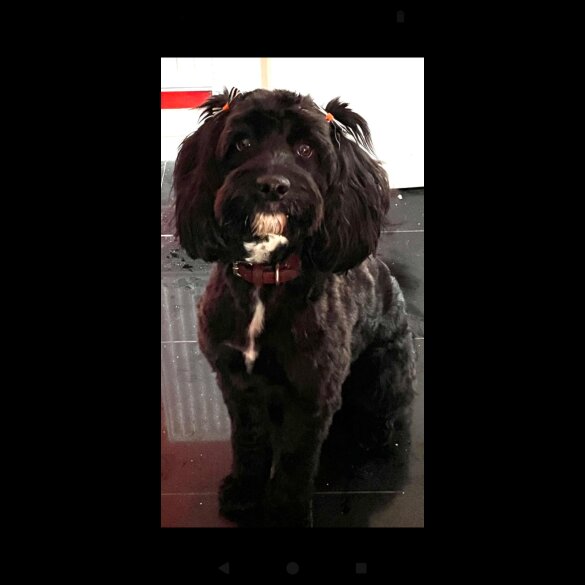 Cockapoo - Both