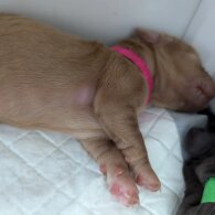 Cockapoo - Both