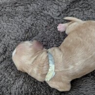 Cockapoo - Both