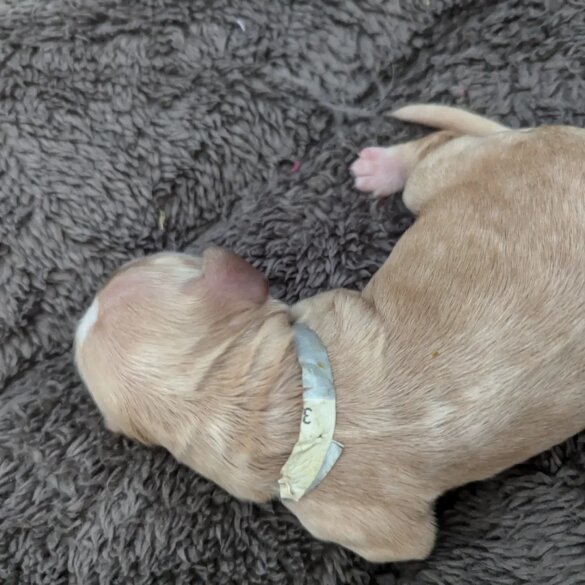 Cockapoo - Both