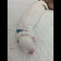 Cockapoo - Both