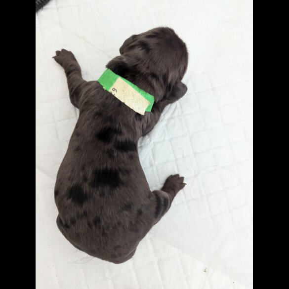 Cockapoo - Both