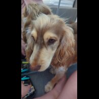 Cockapoo - Both