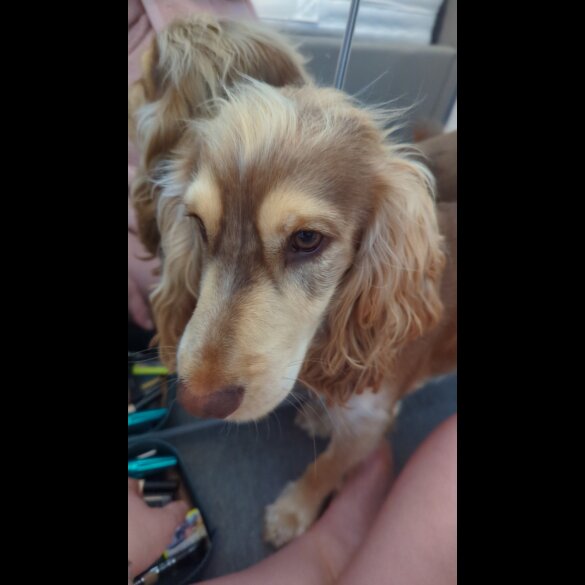 Cockapoo - Both
