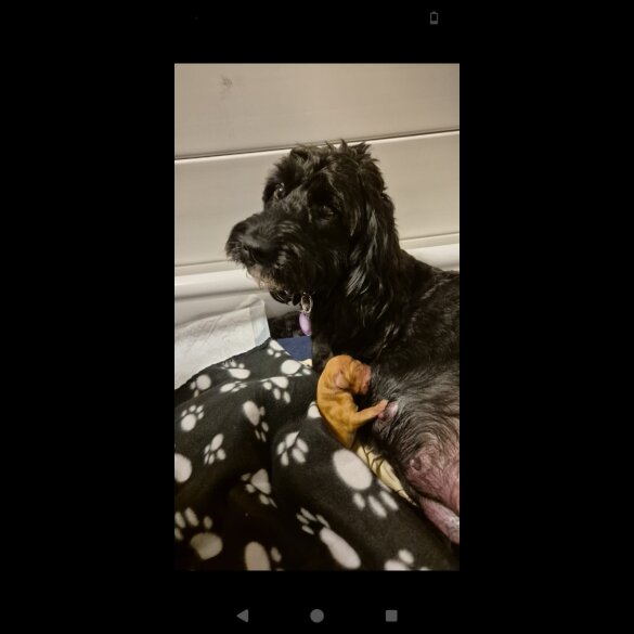 Cockapoo - Both
