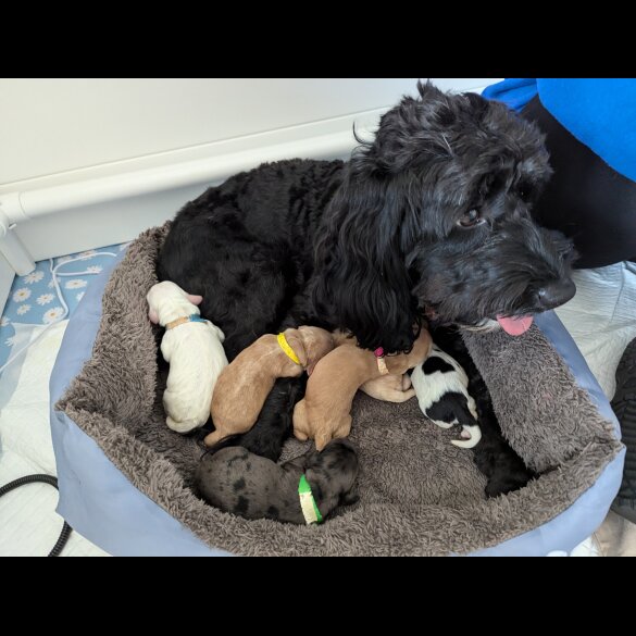Cockapoo - Both