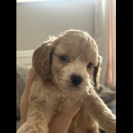 Cockapoo - Both