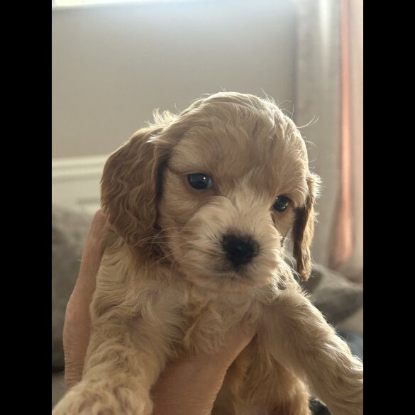 Cockapoo - Both