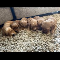 Cockapoo - Both