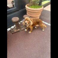 Cockapoo - Both