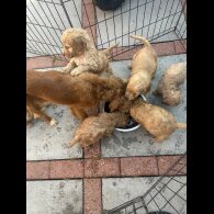 Cockapoo - Both