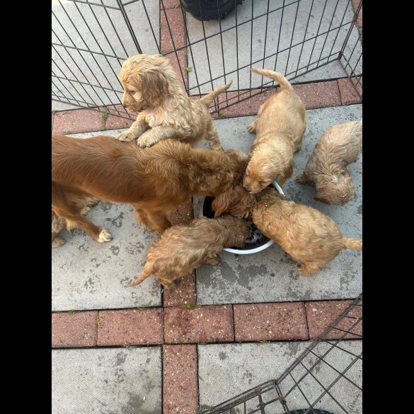 Cockapoo - Both
