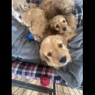 Cockapoo - Both