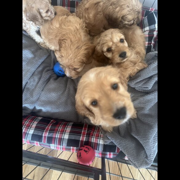 Cockapoo - Both