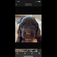 Cockapoo - Both