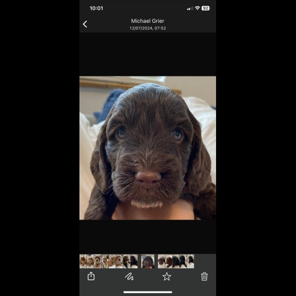 Cockapoo - Both