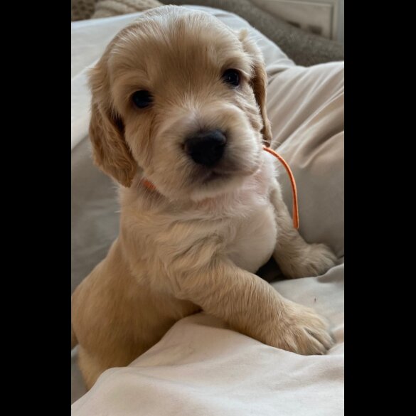 Cockapoo - Both