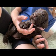 Cockapoo - Both