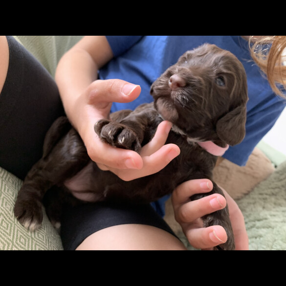 Cockapoo - Both
