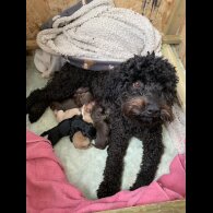 Cockapoo - Both