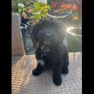 Cockapoo - Both