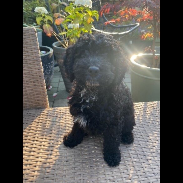 Cockapoo - Both