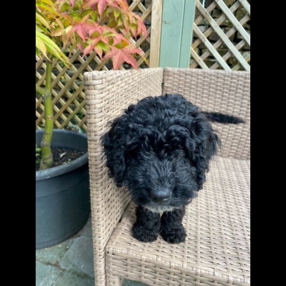Cockapoo - Both
