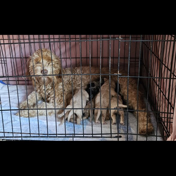 Cockapoo - Dogs