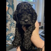 Cockapoo - Dogs