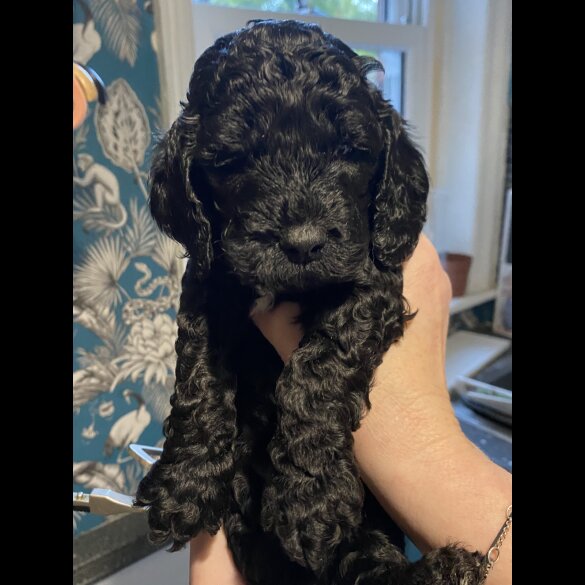 Cockapoo - Dogs