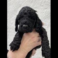 Cockapoo - Dogs