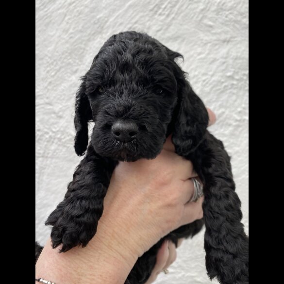 Cockapoo - Dogs