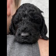 Cockapoo - Dogs