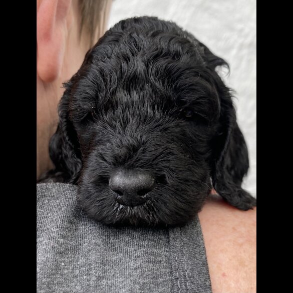 Cockapoo - Dogs
