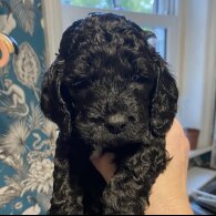 Cockapoo - Dogs