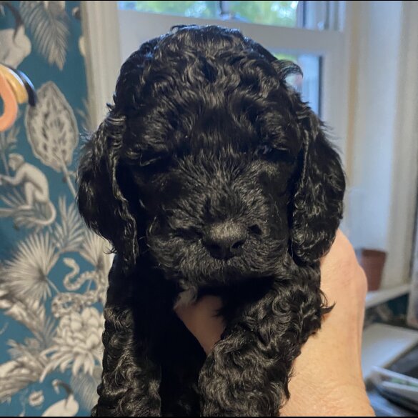 Cockapoo - Dogs