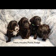 Cockapoo - Dogs