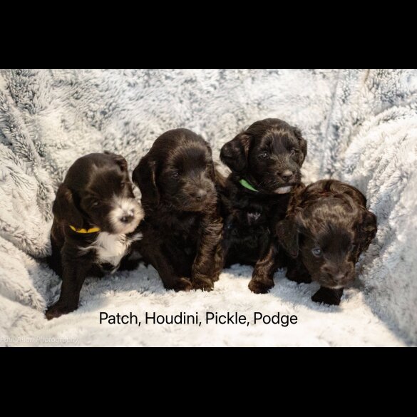 Cockapoo - Dogs