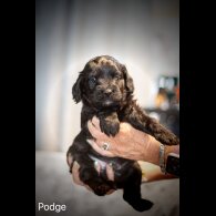 Cockapoo - Dogs