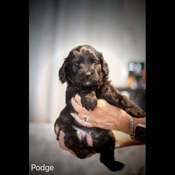 Cockapoo - Dogs