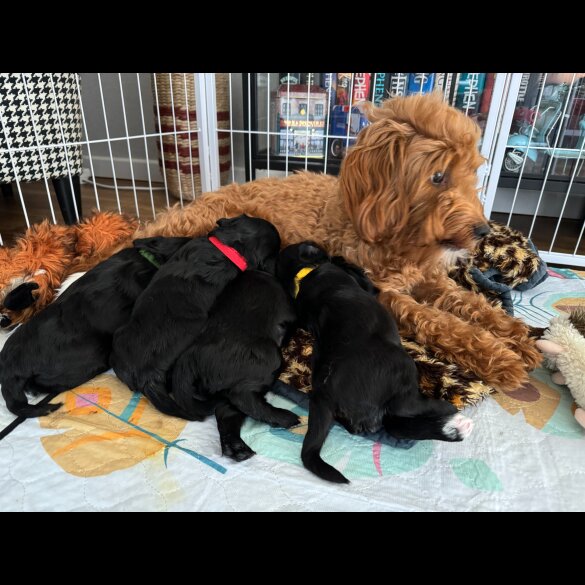 Cockapoo - Dogs