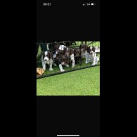Cockapoo - Both