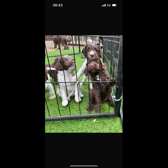 Cockapoo - Both