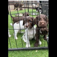 Cockapoo - Both