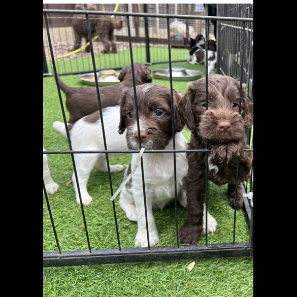Cockapoo - Both