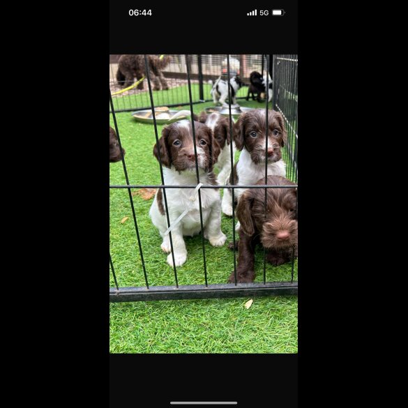 Cockapoo - Both